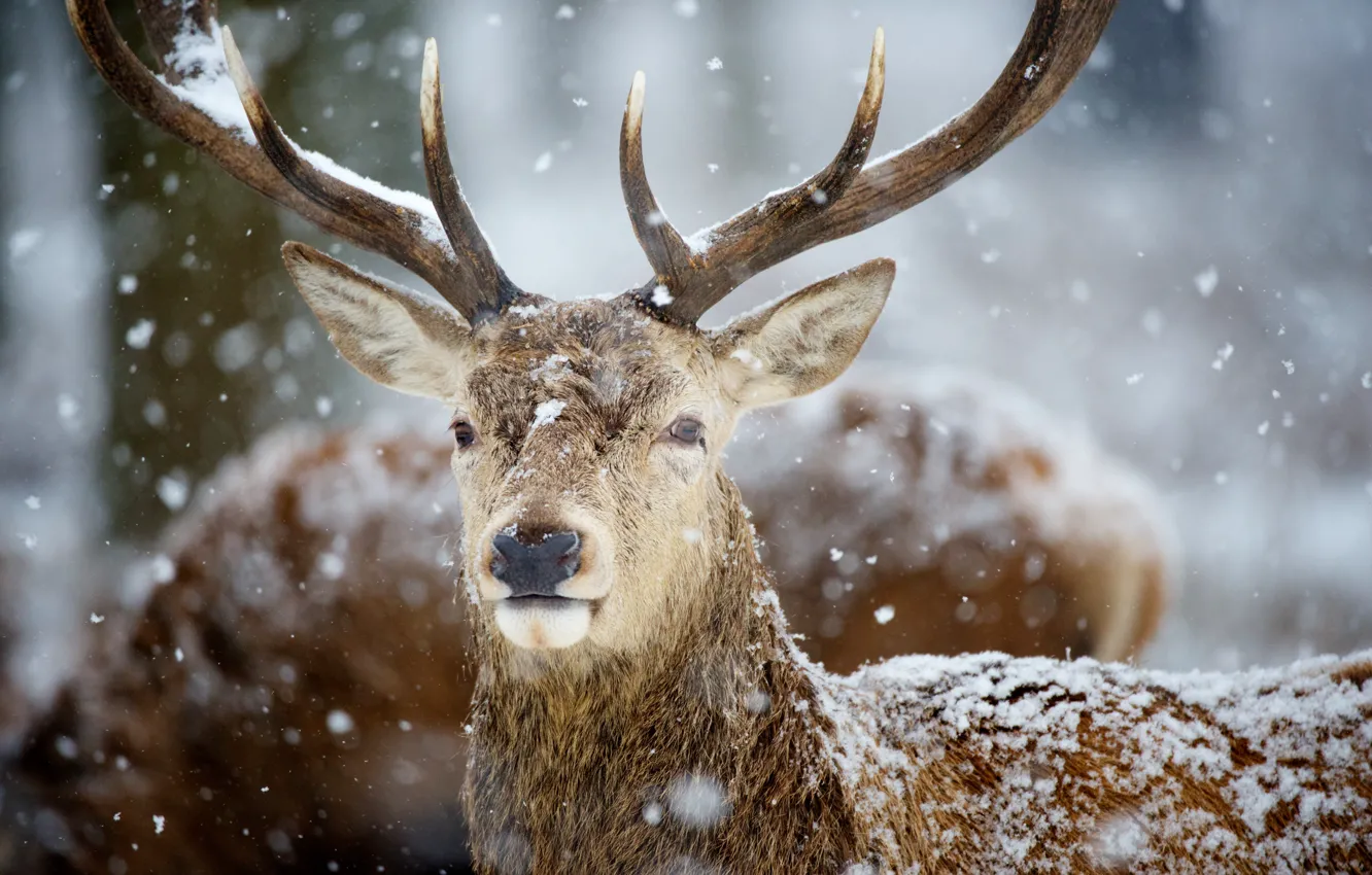 Photo wallpaper snow, deer, horns