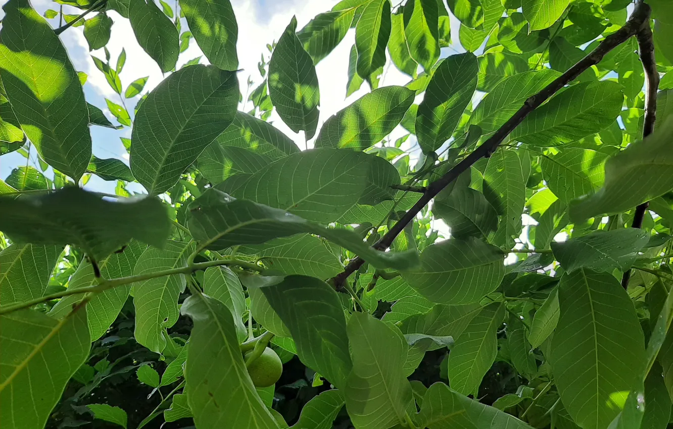 Photo wallpaper fruit, Tree, Walnut, roster: