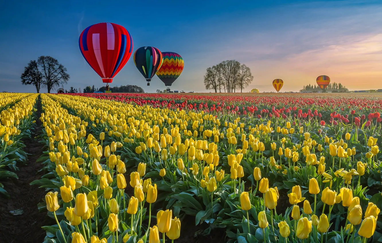 Photo wallpaper balloon, balloons, field, Spring, tulips