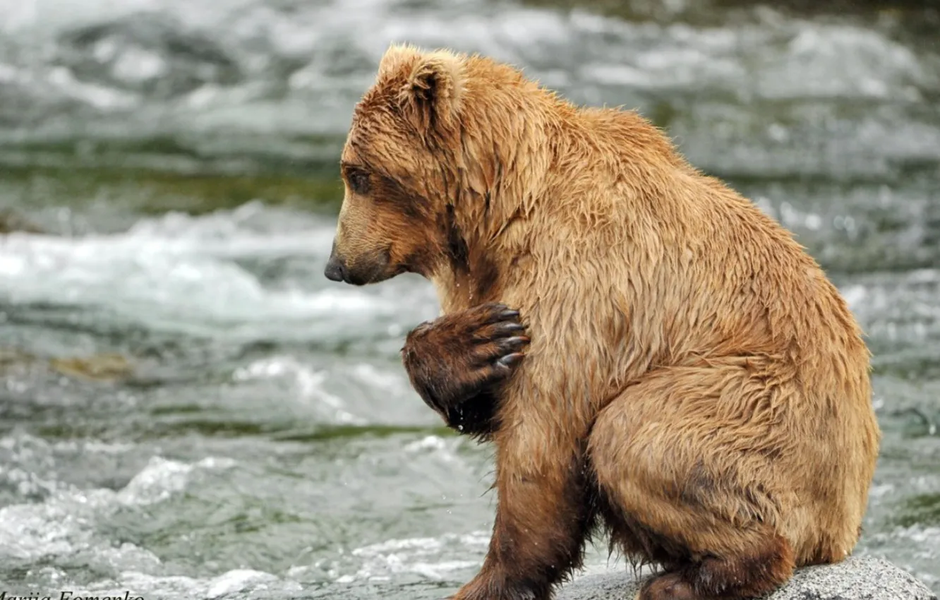 Photo wallpaper Brown Bear, bear, animal, praying for fish