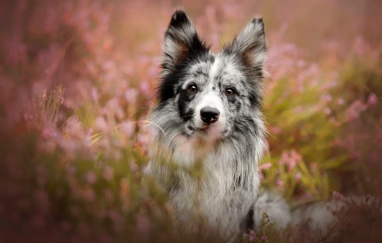 Photo wallpaper look, face, flowers, glade, portrait, dog, pink background, bokeh