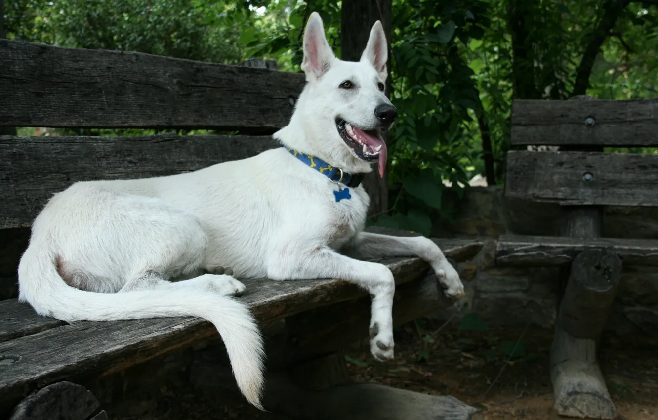 Photo wallpaper dog, shop, white