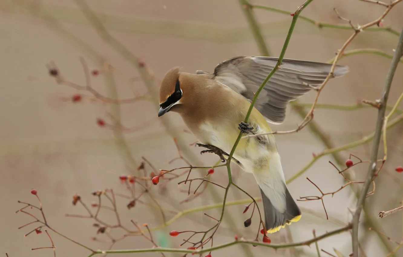 Photo wallpaper branches, berries, bird, wings, stroke, the Waxwing