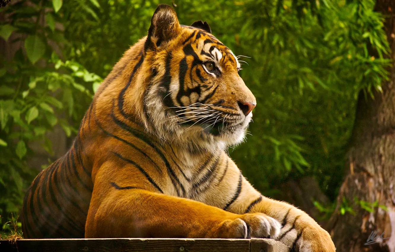 Photo wallpaper tiger, stay, predator, beast