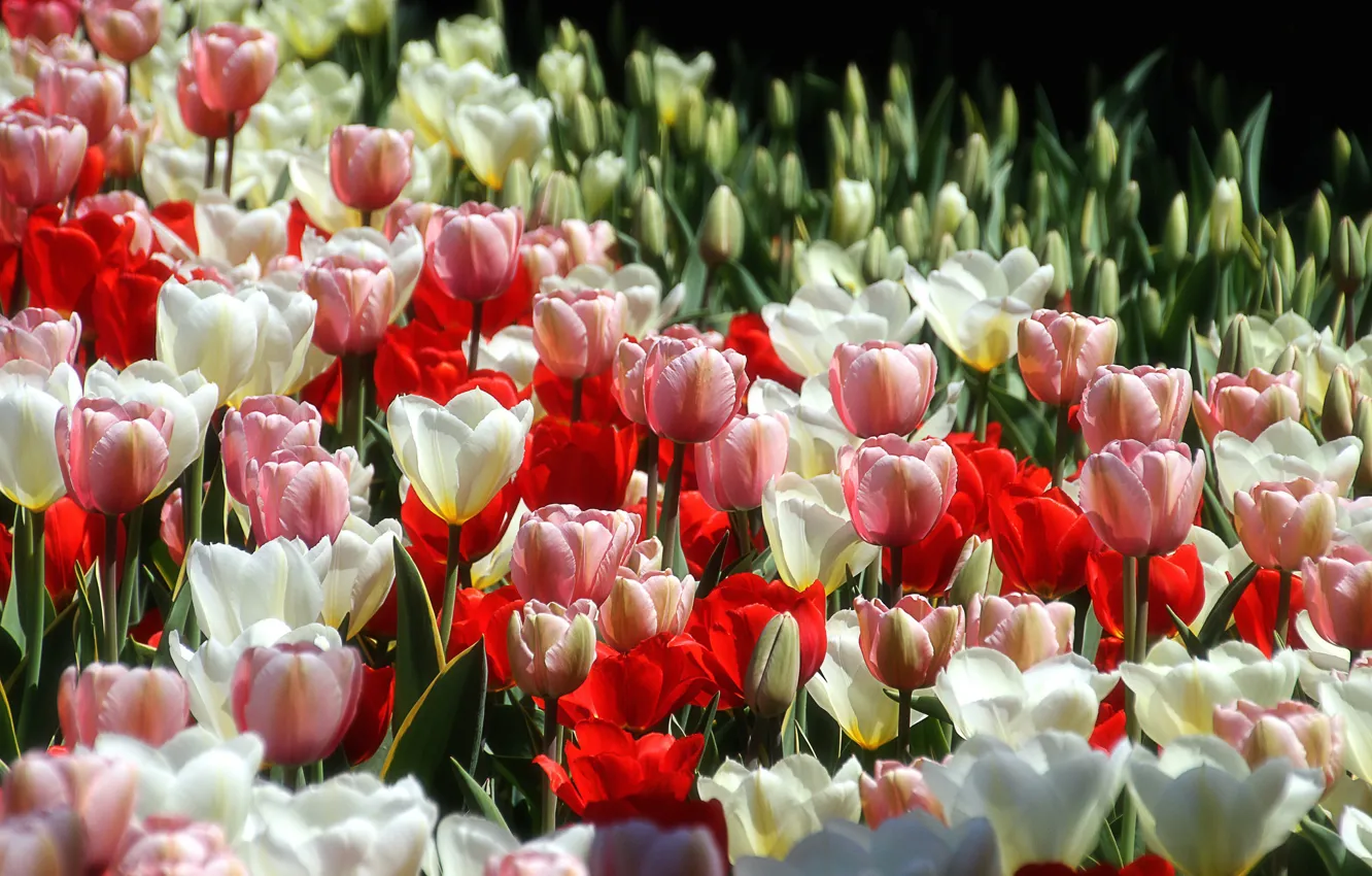 Photo wallpaper tulips, buds, a lot