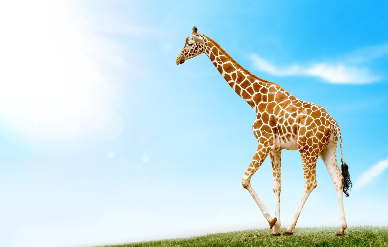 Photo wallpaper the sky, grass, the sun, clouds, giraffe