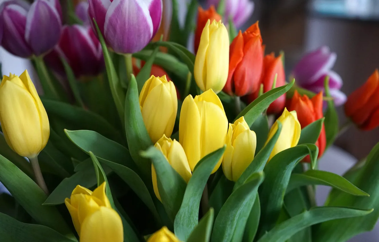 Photo wallpaper leaves, flowers, bouquet, spring, yellow, tulips, red, buds
