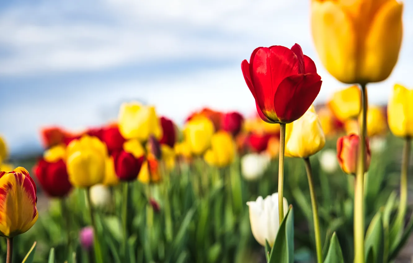 Photo wallpaper the sky, flowers, yellow, red, blur, spring, tulips, white