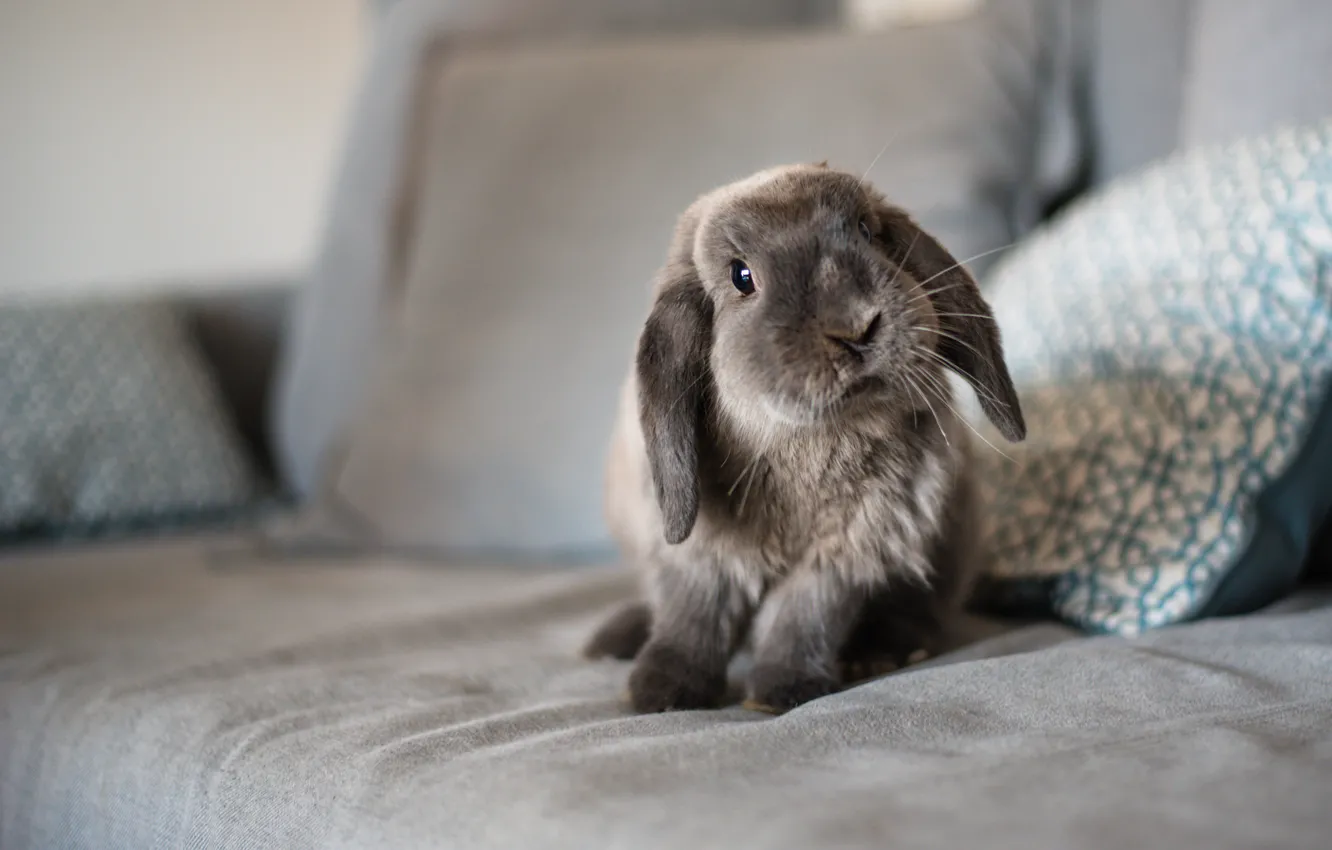 Photo wallpaper look, grey, room, sofa, hare, rabbit, fold, pillow