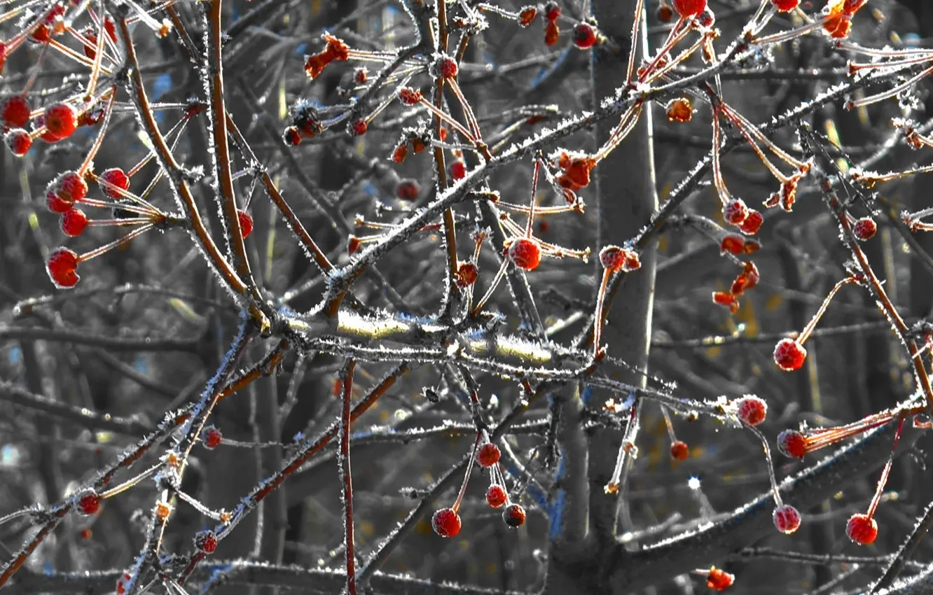 Photo wallpaper winter, frost, Berries