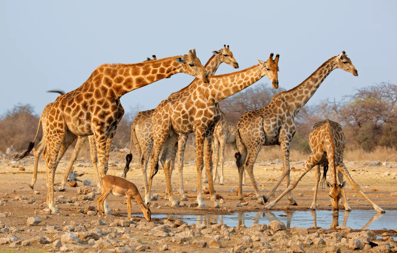 Photo wallpaper sand, the sun, stones, giraffe, drink, the bushes, the herd