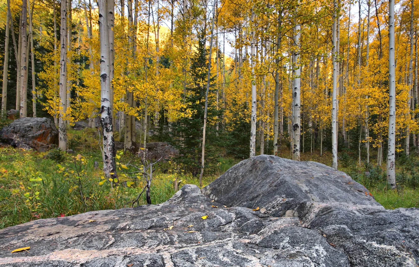 Photo wallpaper autumn, forest, leaves, stone, Colorado, USA, aspen, Aspen