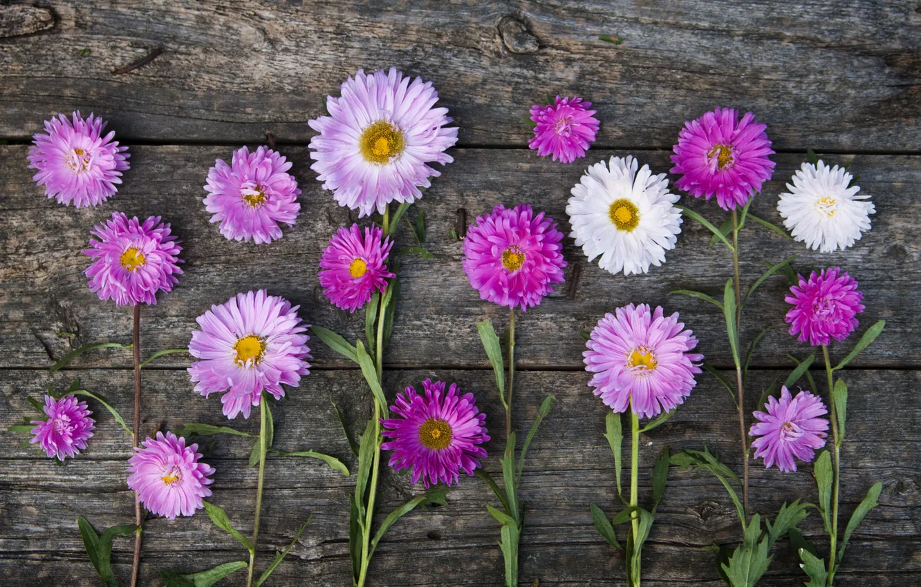 Photo wallpaper pink, stems, asters