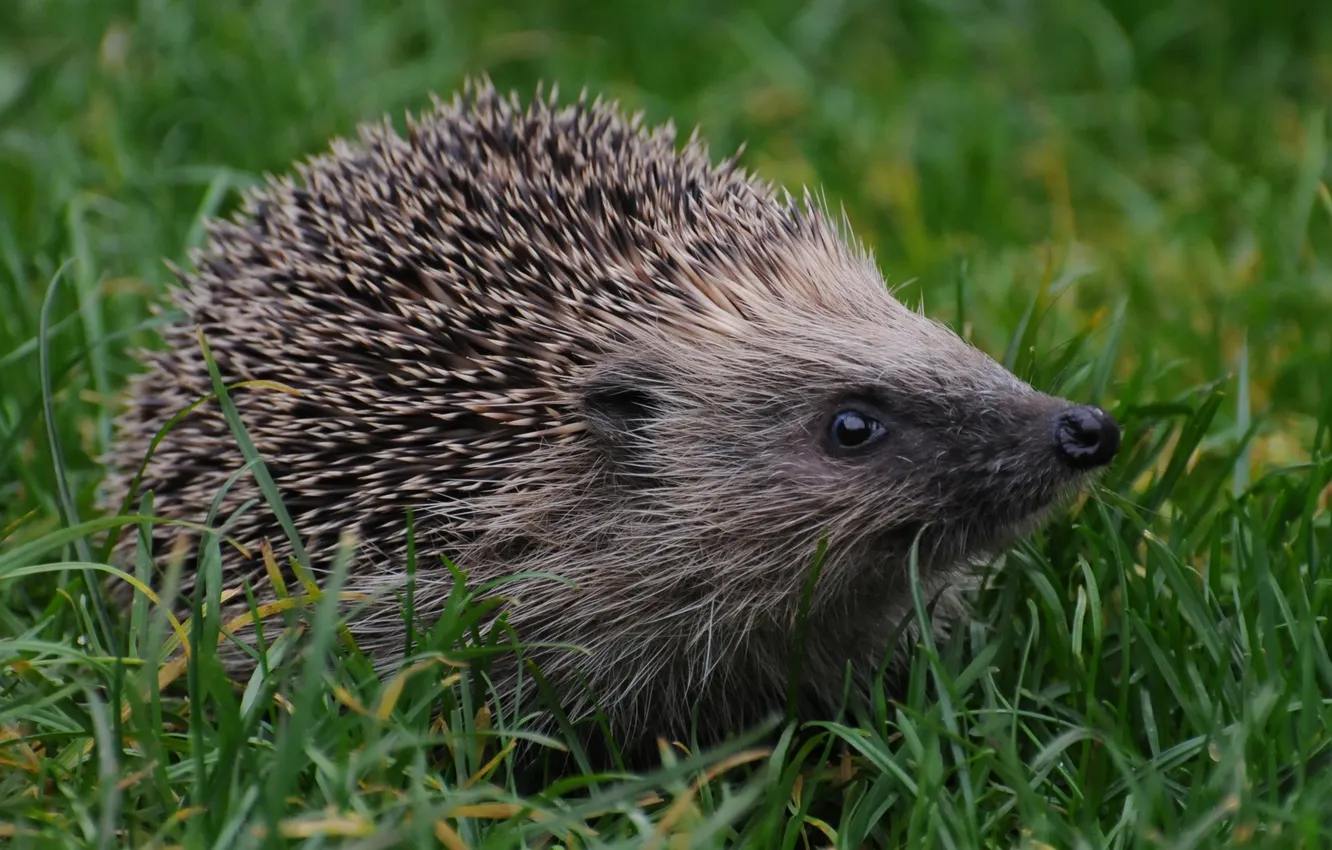 Photo wallpaper eyes, barb, muzzle, hedgehog