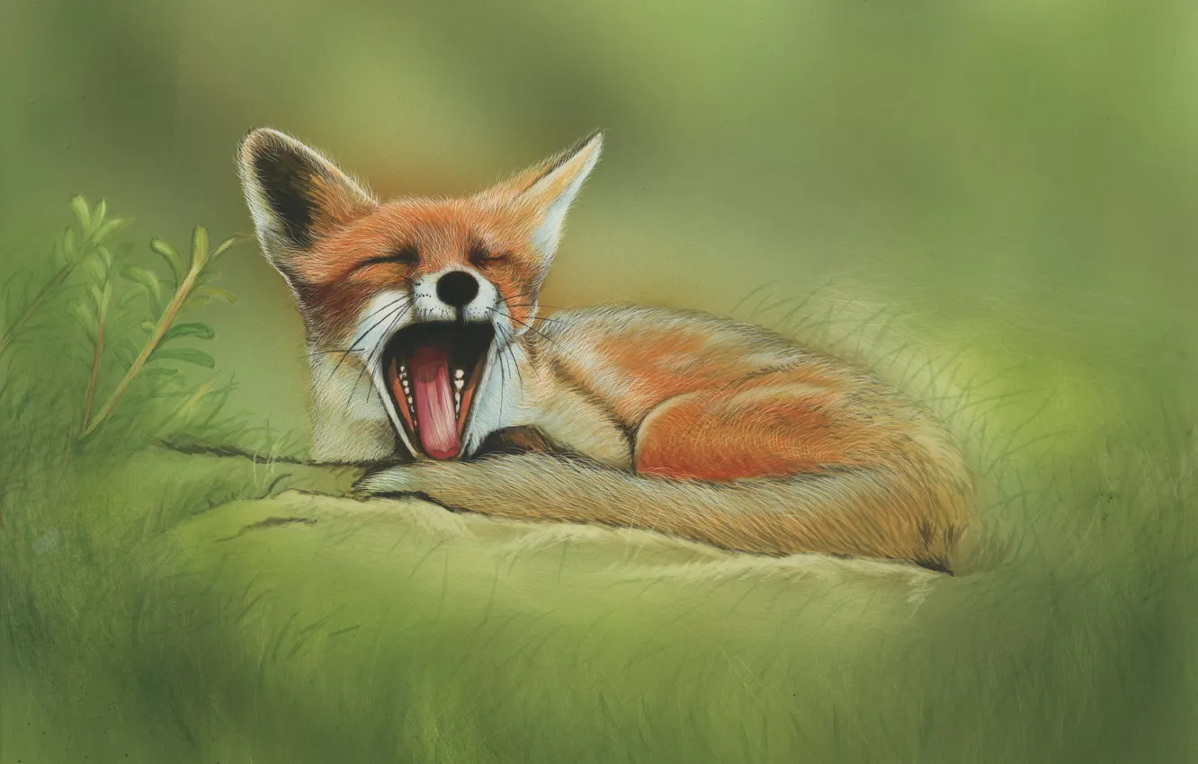 Photo wallpaper nature, Fox, yawns, by shonechacko