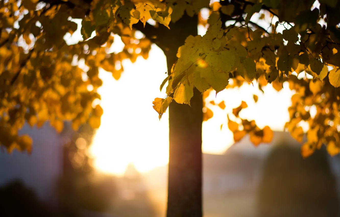 Photo wallpaper autumn, leaves, trees