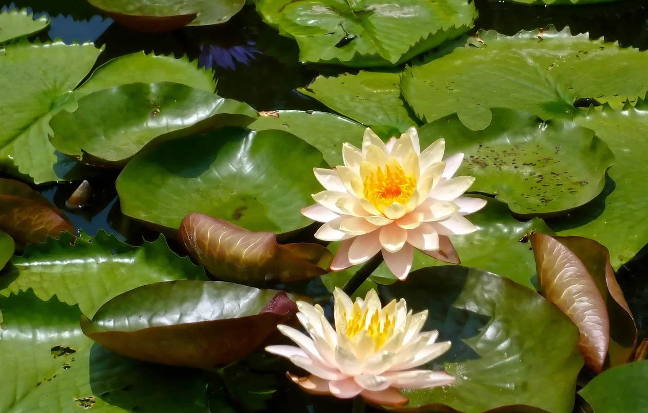Photo wallpaper leaves, two, water lilies, water Lily