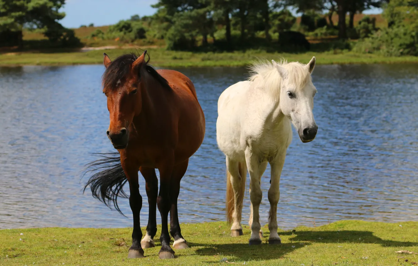 Photo wallpaper water, trees, nature, river, shore, two, horses, horse