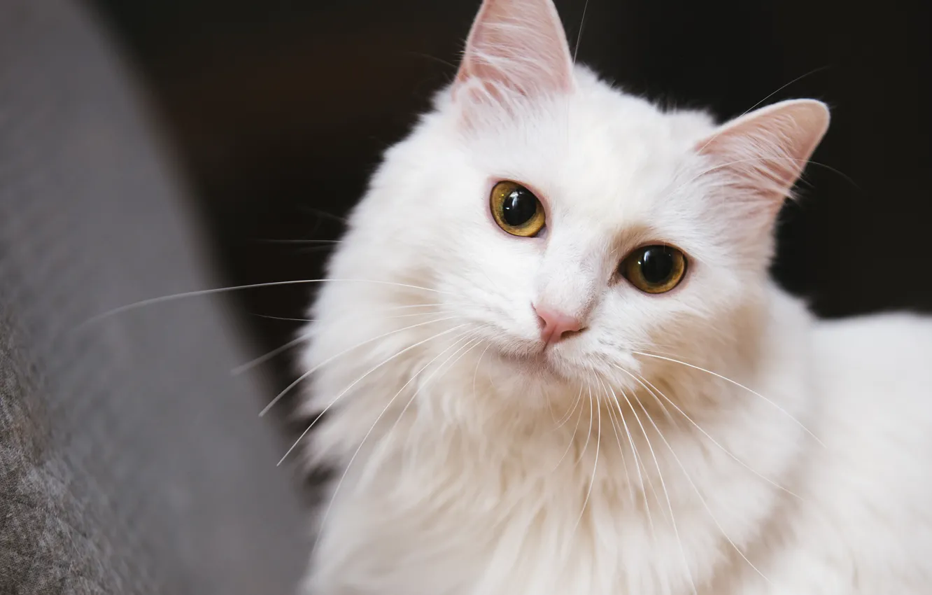Photo wallpaper cat, white, cat, look, face, background, dark, portrait