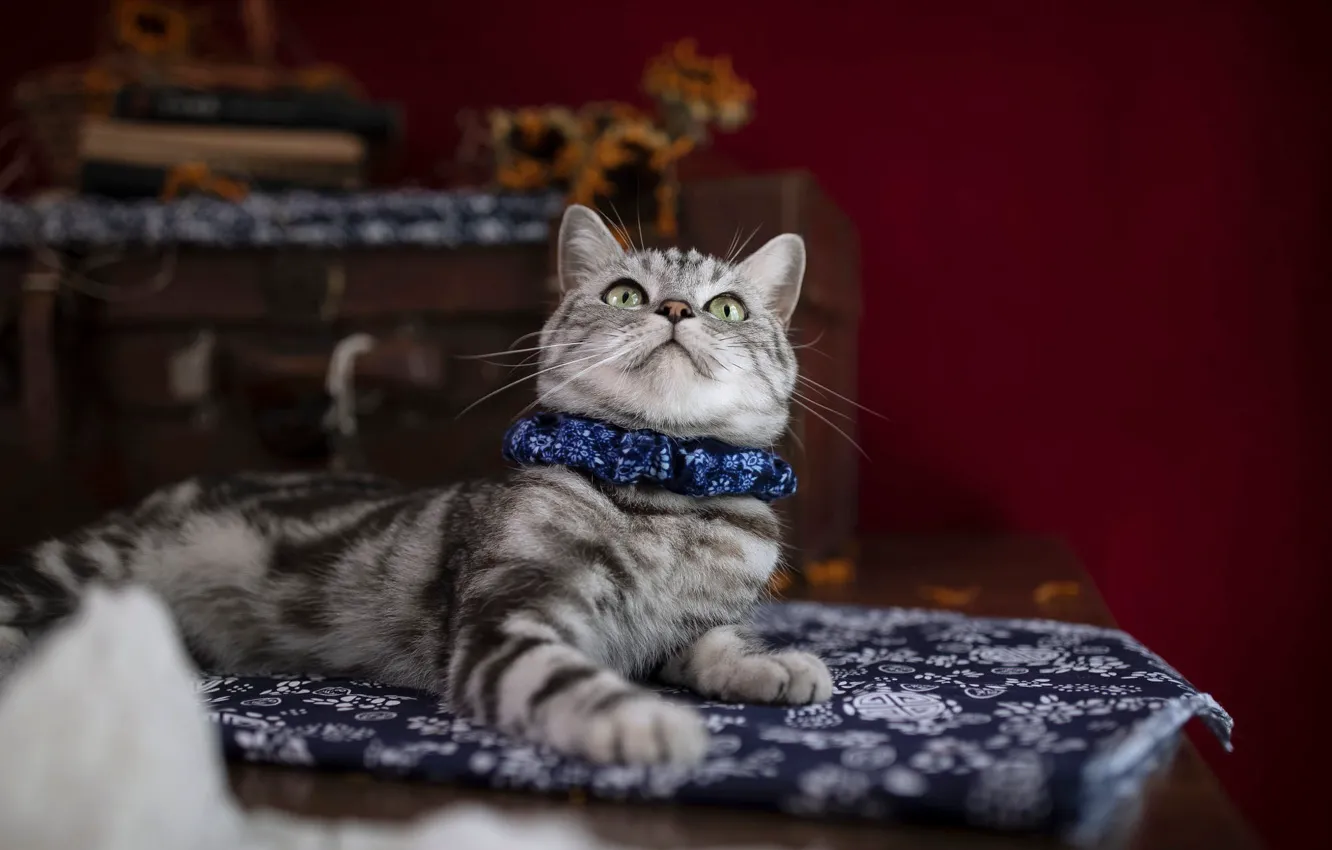 Photo wallpaper cat, cat, room, lies, collar, Mat, kitty, bokeh
