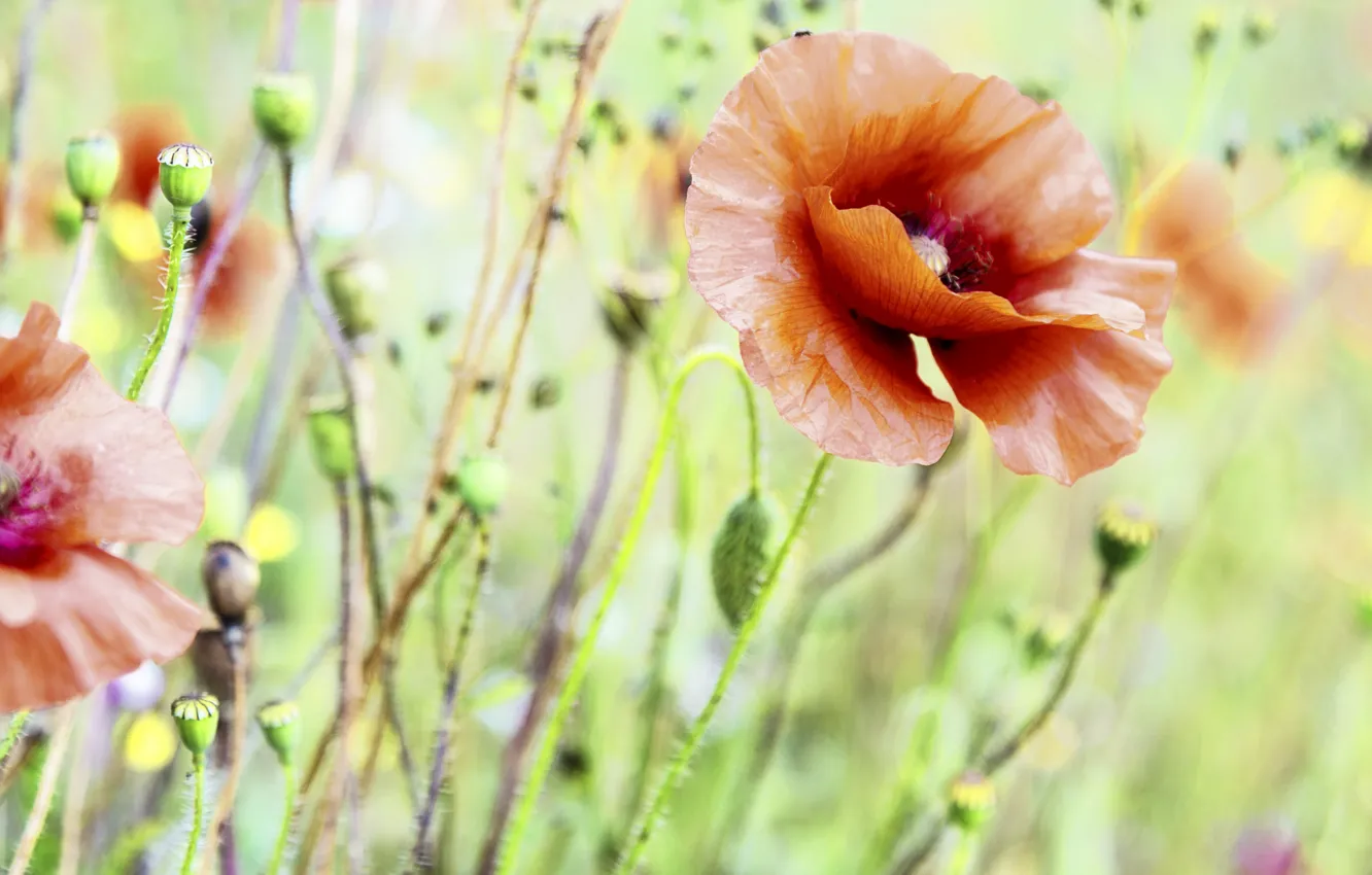 Photo wallpaper summer, nature, Maki