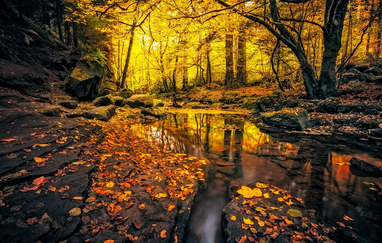 Photo wallpaper autumn, forest, leaves, light, trees, branches, nature, pond