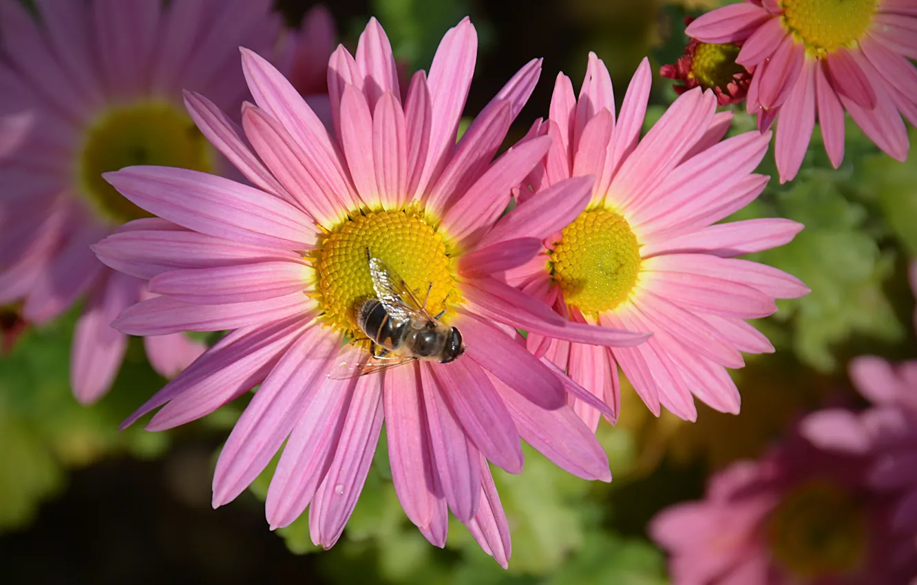 Photo wallpaper macro, OSA, chrysanthemum, macro, Wasp, Chrizantenum