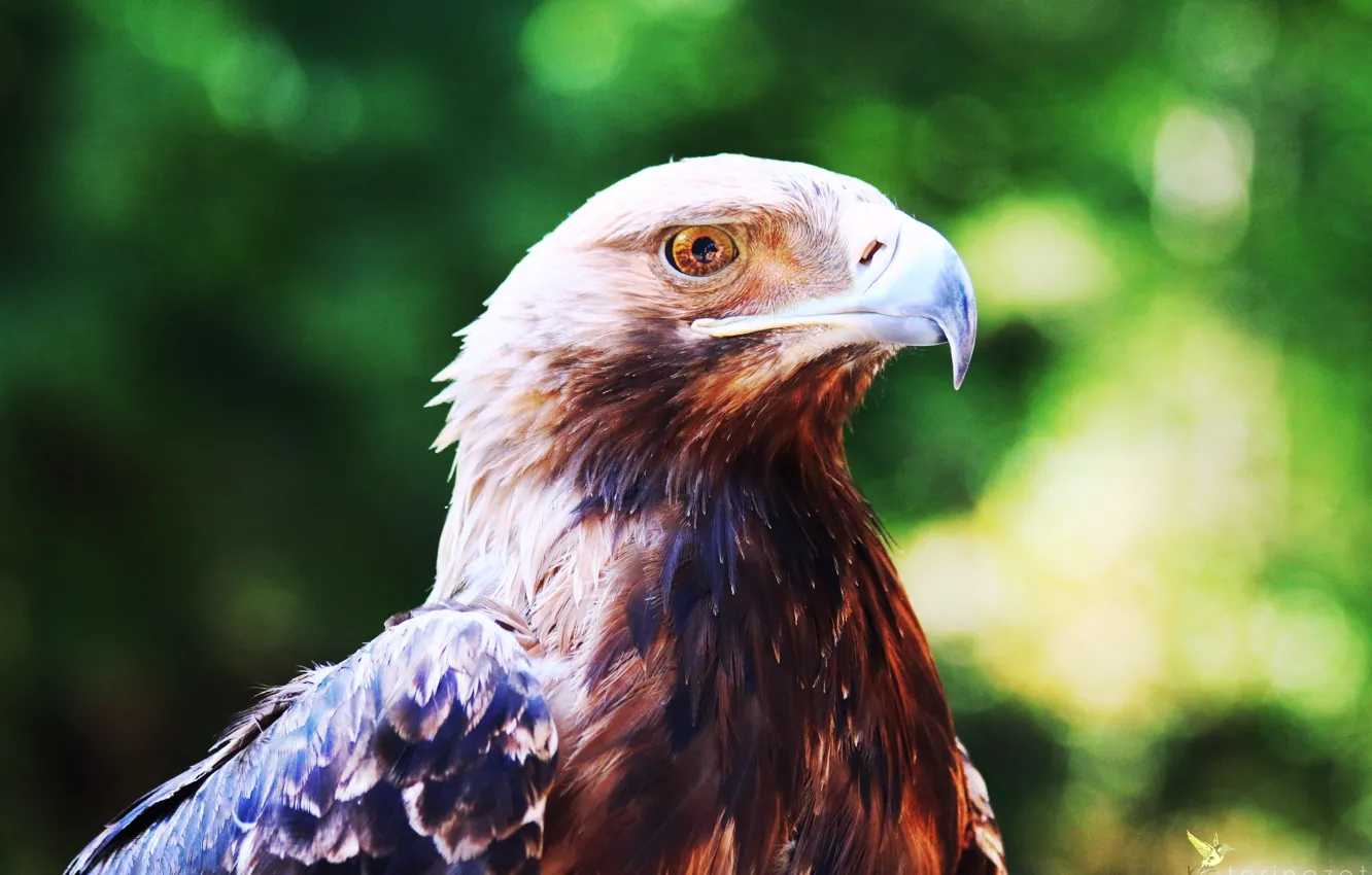 Photo wallpaper flight, nature, animal, bird, eagle, wings, the air