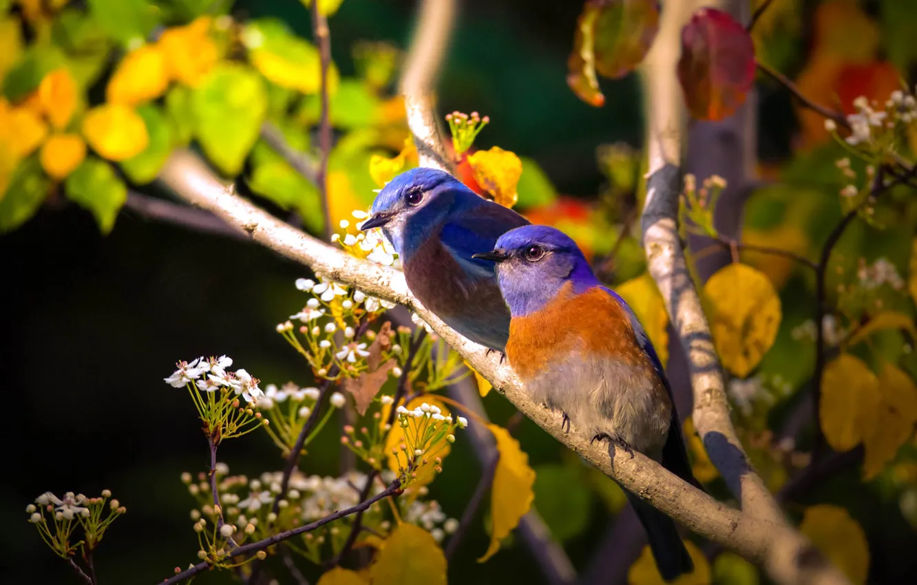 Photo wallpaper branches, bird, a couple