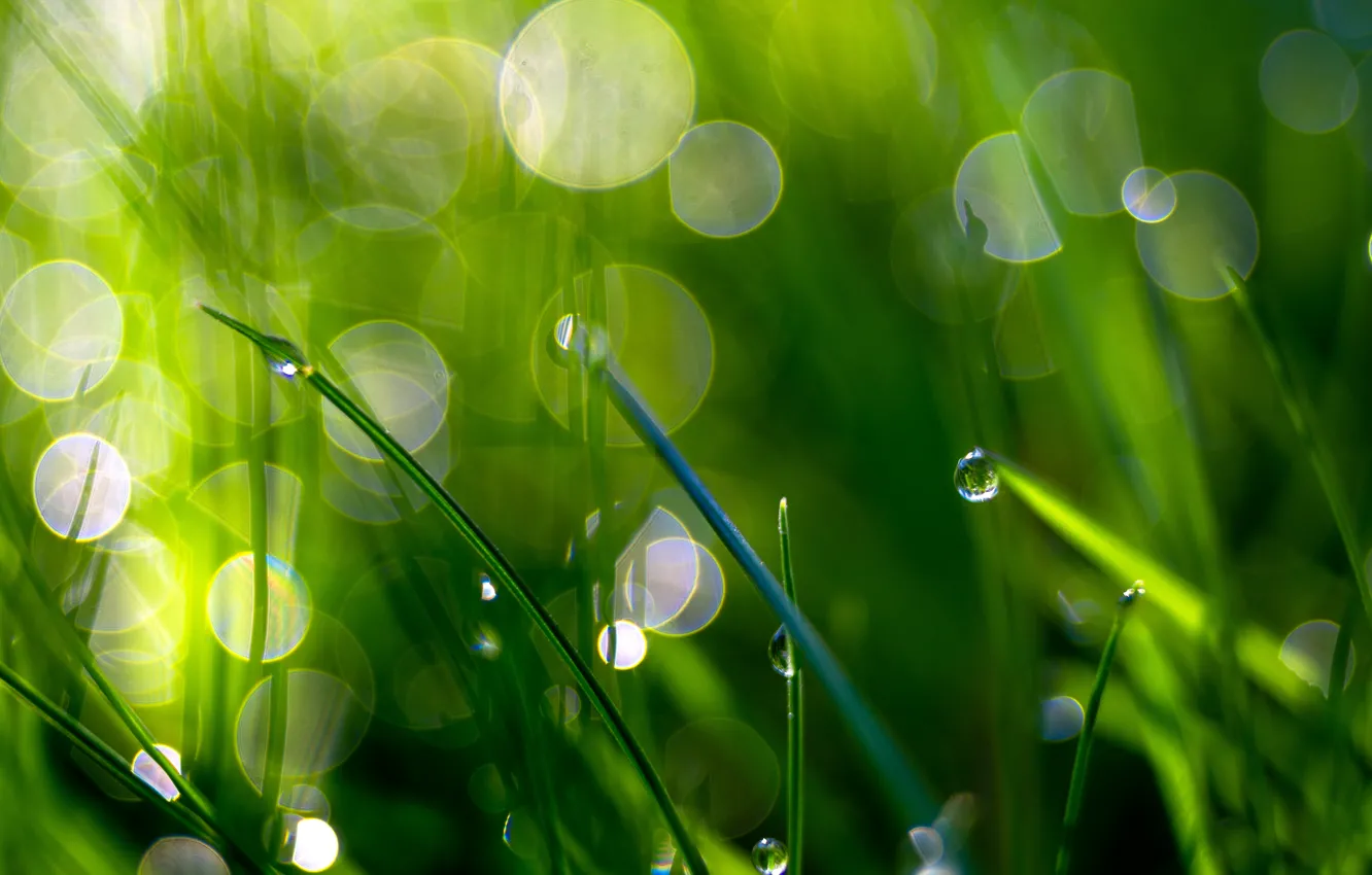 Photo wallpaper greens, grass, the sun, Rosa, glare, background, bokeh