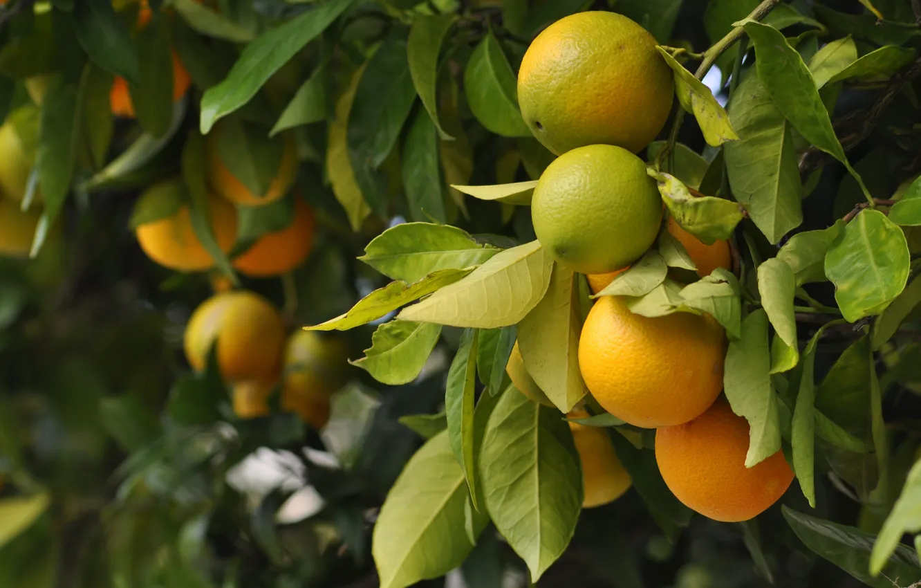 Photo wallpaper leaves, branches, orange, harvest, citrus, hanging