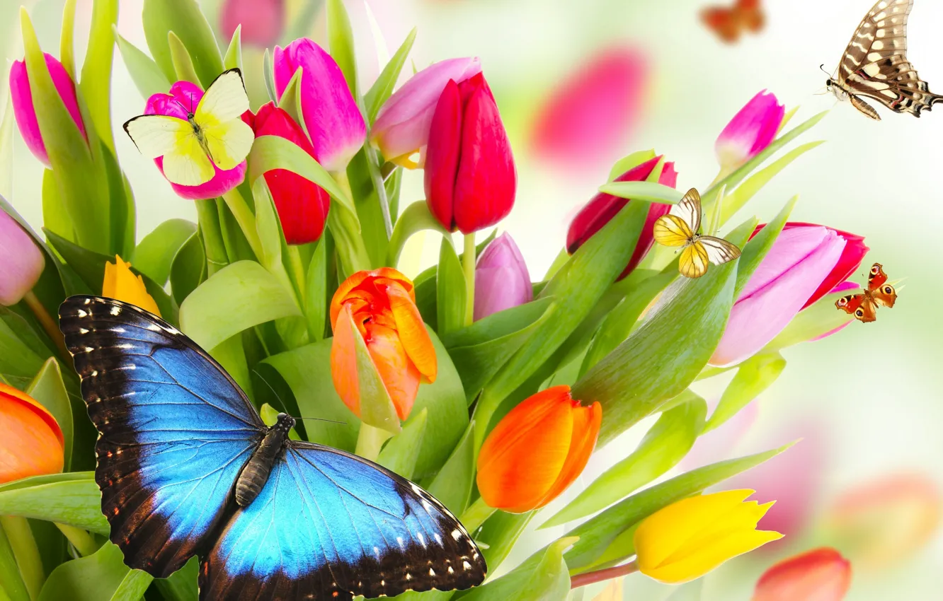 Photo wallpaper butterfly, flowers, bright, beauty, petals, tulips, red, red