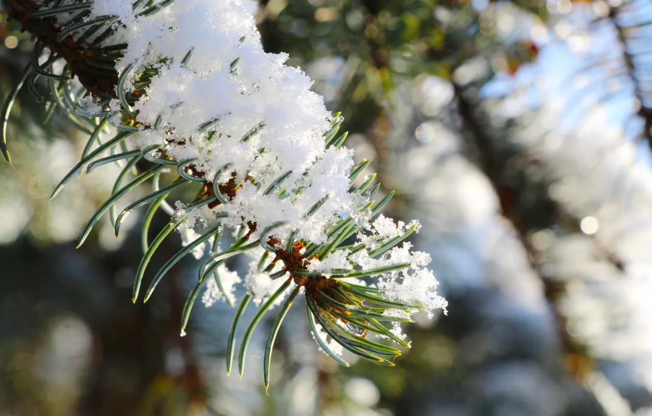 Photo wallpaper winter, snow, pine, twig