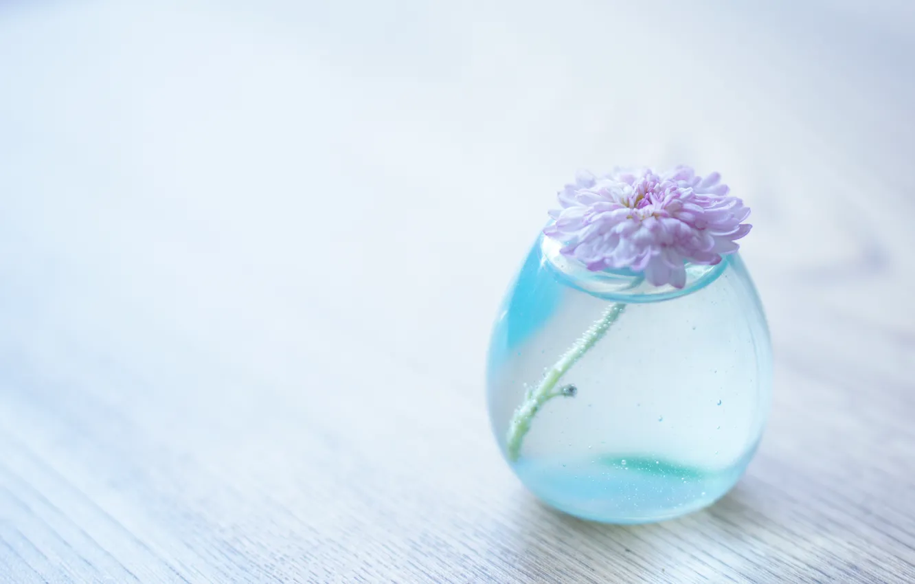 Photo wallpaper flower, water, background, transparent, vase, chrysanthemum