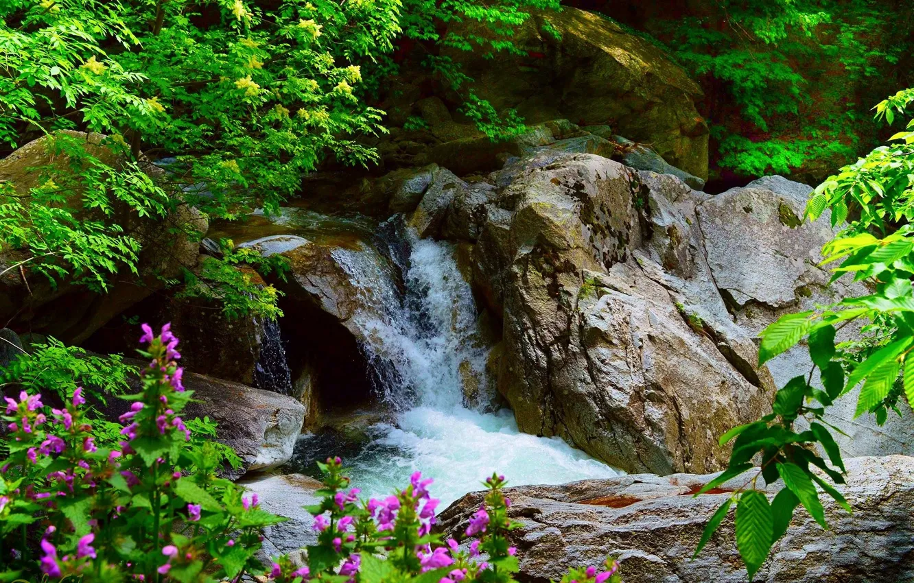 Photo wallpaper flowers, stones, waterfall, nature, flowers, waterfall