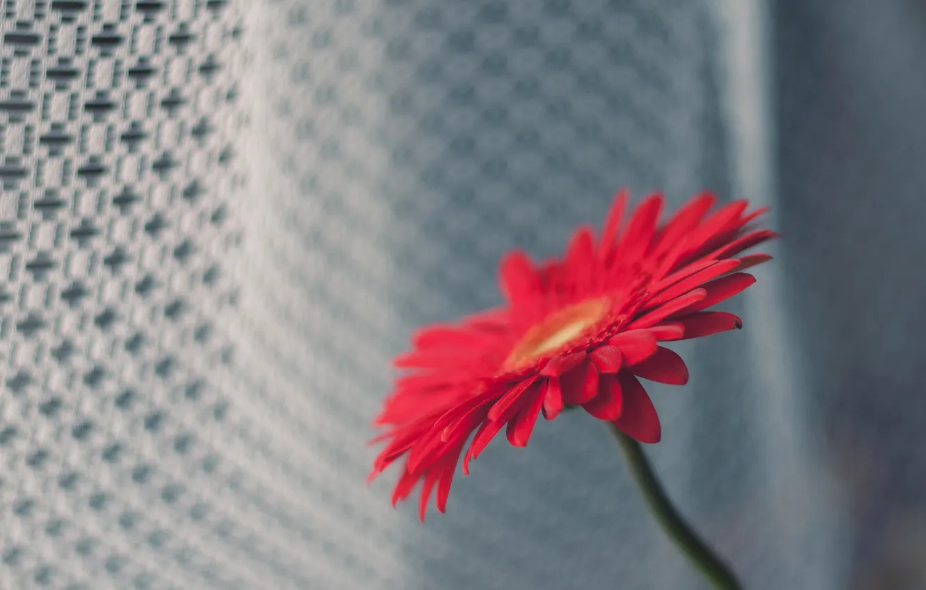 Photo wallpaper flower, macro, red, petals, gerbera