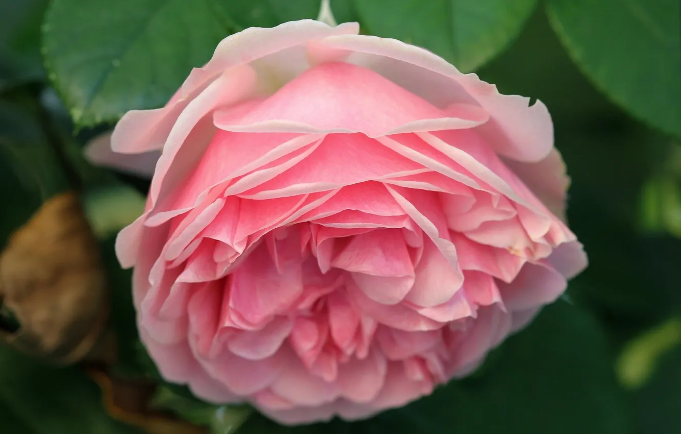 Photo wallpaper macro, roses, buds