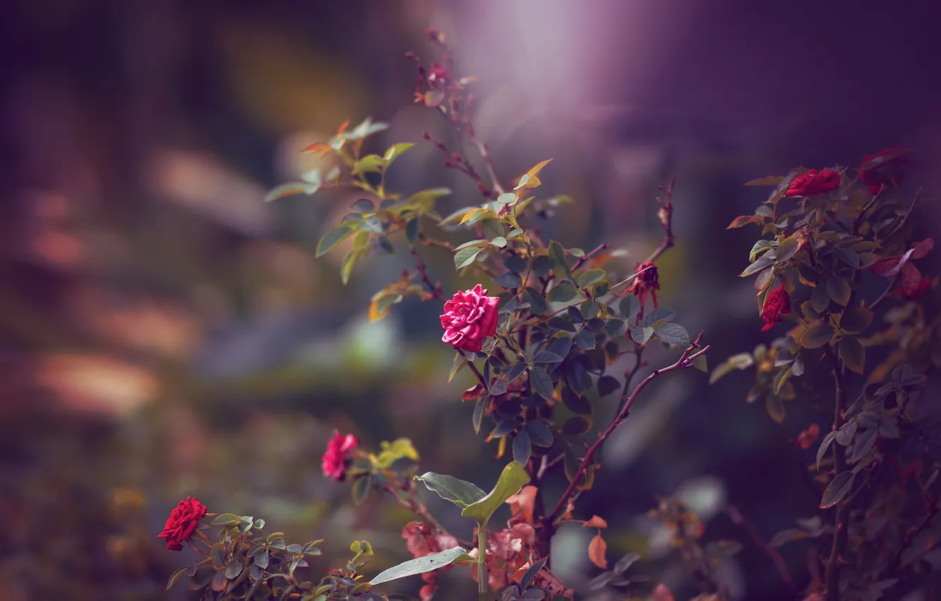 Photo wallpaper flowers, red, roses, shrub