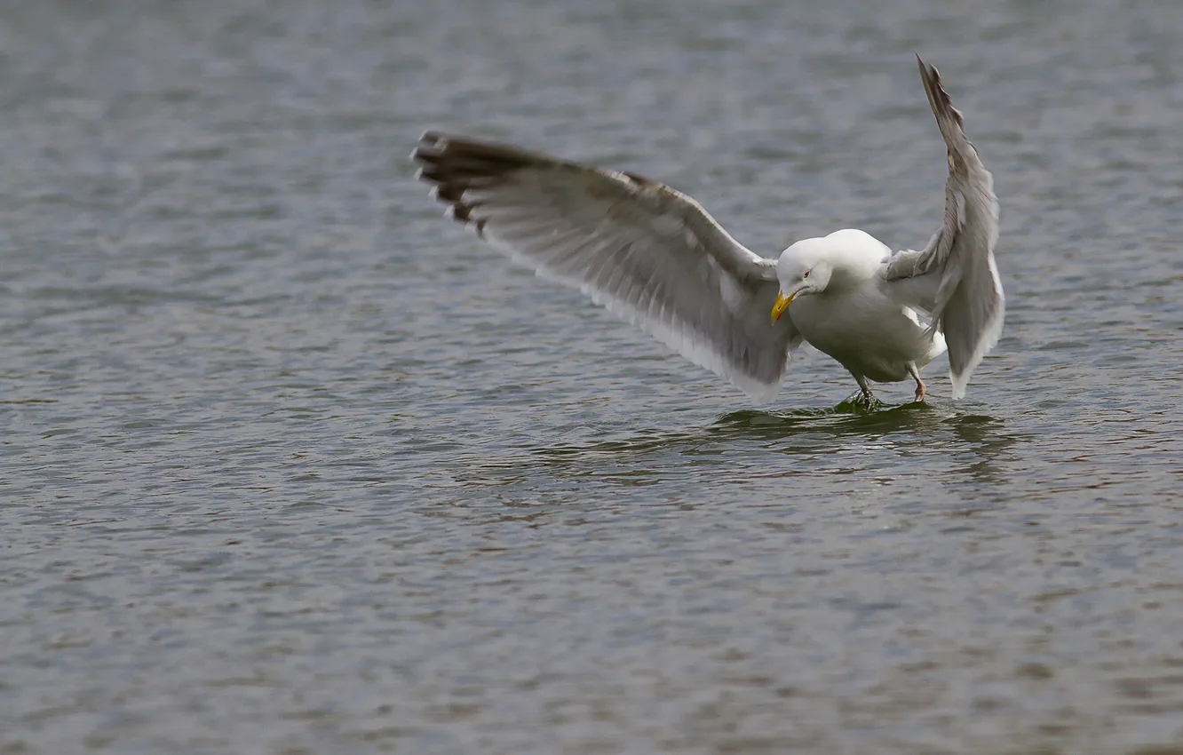 Photo wallpaper water, seagulls, wings, stroke