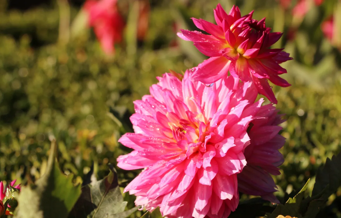 Photo wallpaper flower, blooming, dhalia