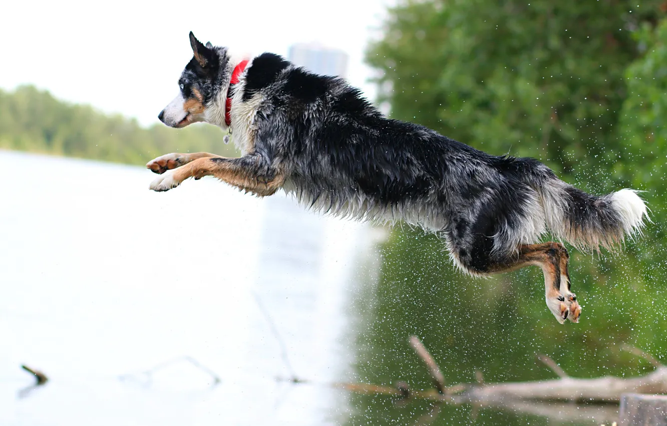 Photo wallpaper each, jump, dog, dog