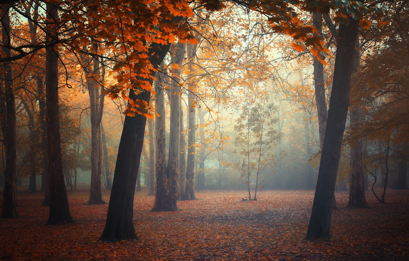 Photo wallpaper autumn, forest, leaves, trees, fog, forest, trees, autumn