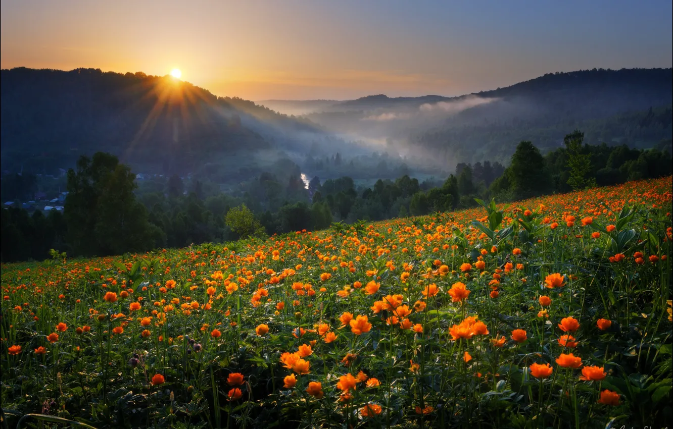 Photo wallpaper the sun, flowers, mountains, meadow