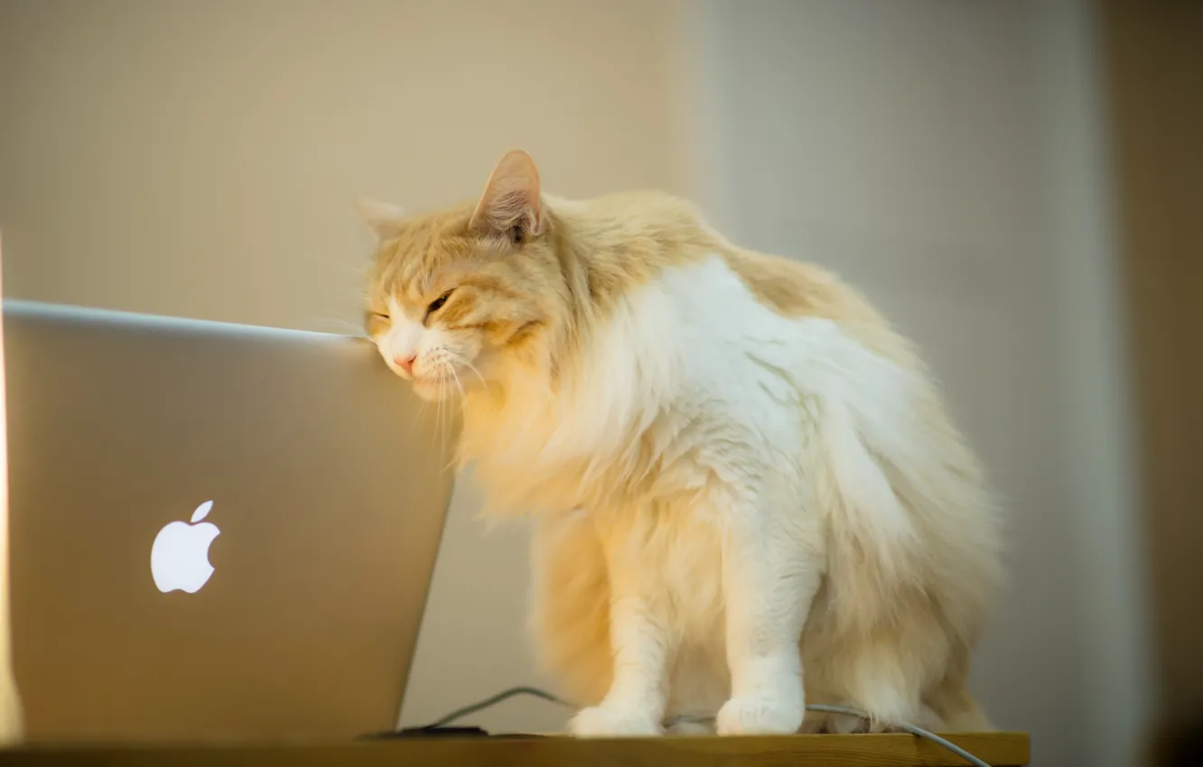 Photo wallpaper cat, background, I love Mac