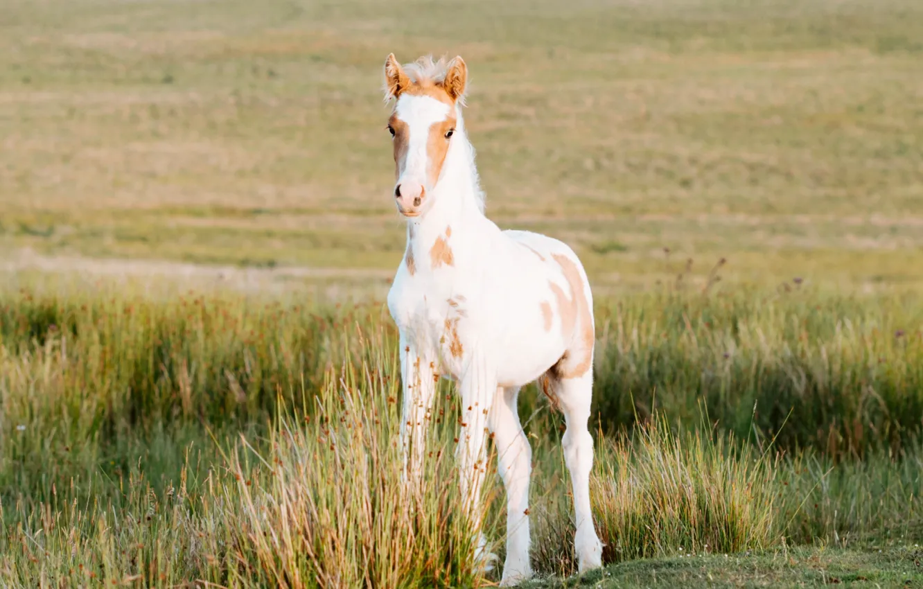 Photo wallpaper field, white, summer, grass, look, horse, sweetheart, horse