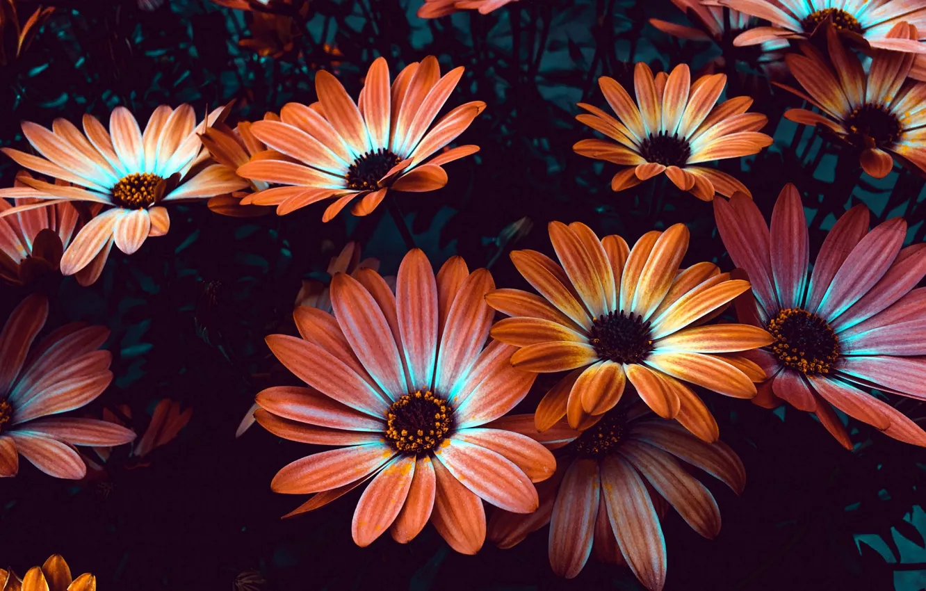 Photo wallpaper flowers, brown, flowerbed, Osteospermum