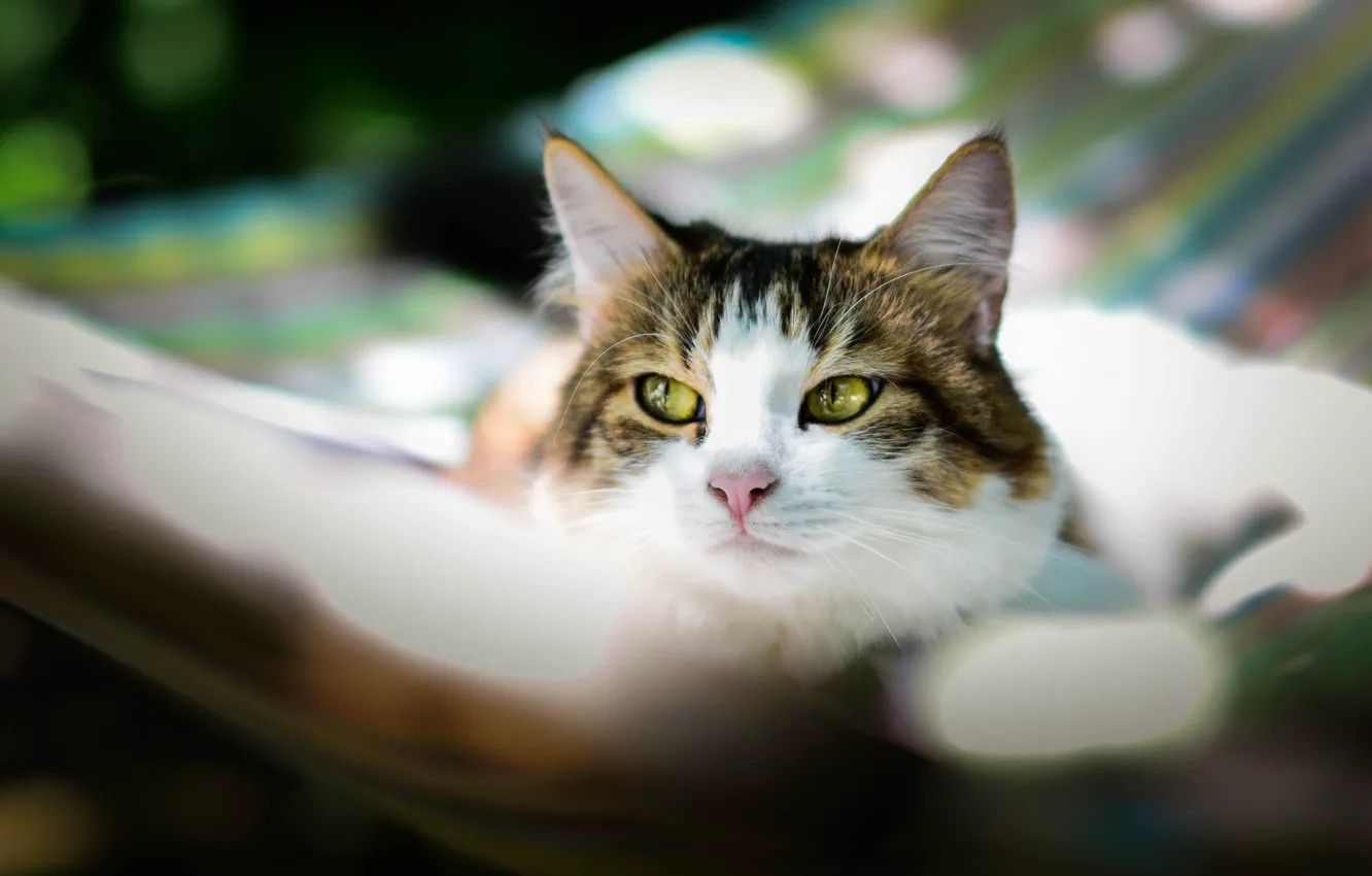 Photo wallpaper cat, summer, cat, look, face, stay, hammock, bokeh