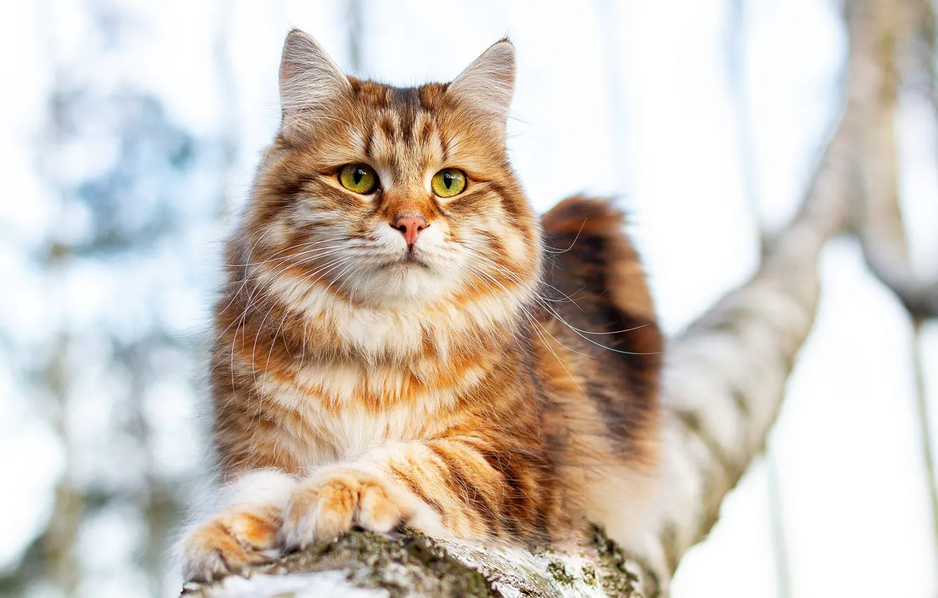 Photo wallpaper cat, cat, look, trees, branches, pose, lies, red