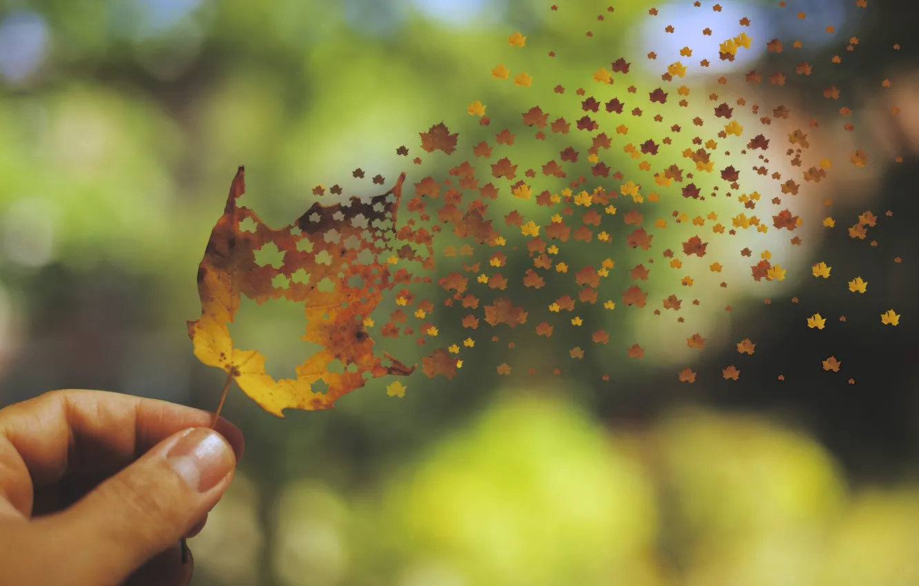 Photo wallpaper autumn, summer, leaves, death, sadness, care