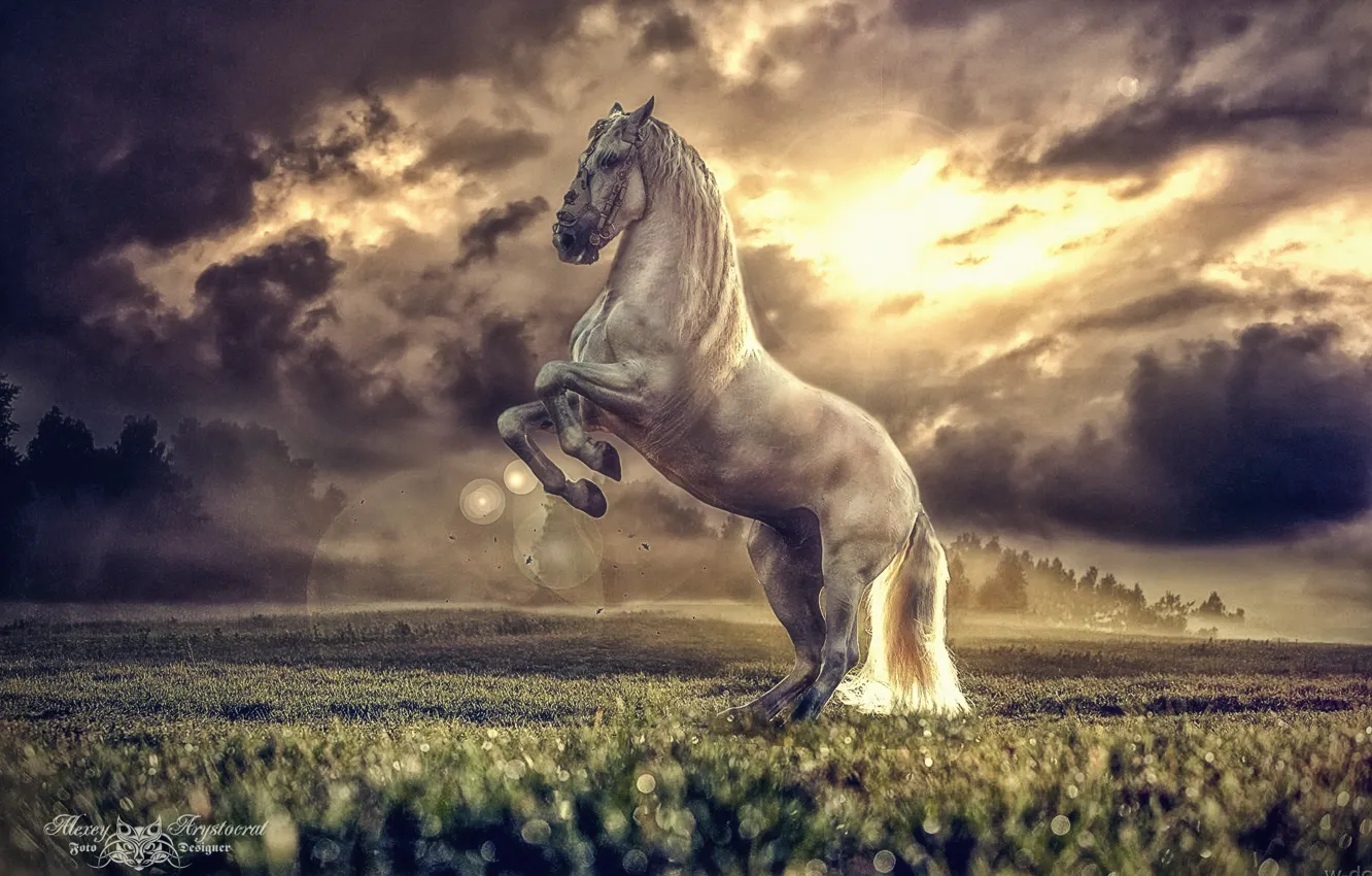 Photo wallpaper the sky, clouds, glare, the steppe, horse, horse